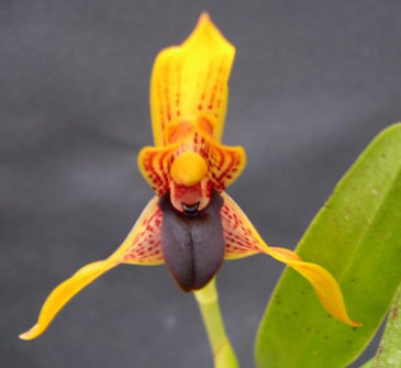 Maxillaria Praestans.jpg