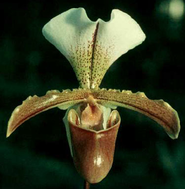Paphiopedilum Leeanum.jpg