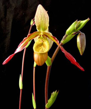 Phragmipedium Patti MacHale.jpg