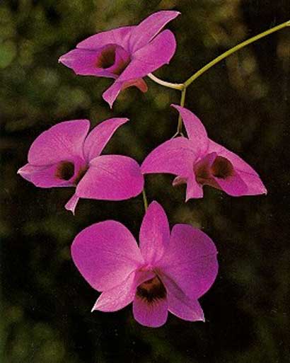 Dendrobium Orchid Flowers.jpg