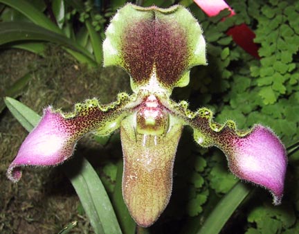 LAN VÀ THƠ ĐVTC - Page 2 Easy%20Orchid%20Plants%20-%20Paphiopedilum%20Hirsutissimum