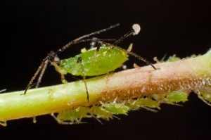 Aphid Aphid