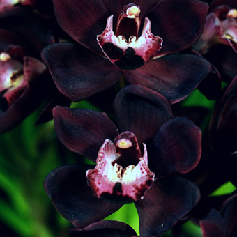 Cymbidium-Kiwi-Baron.jpg