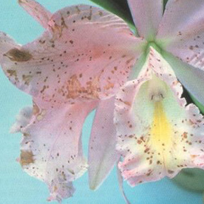Common Orchid Diseases - Orchid Plant Care