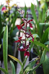 Oncidium Orchid