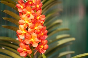 Orchid Flowers Orchid Flowers