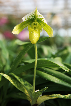 Lady Slipper