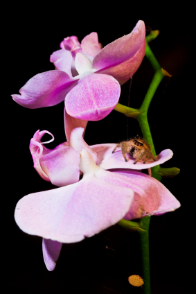 Spider on Orchid Spider on Orchid
