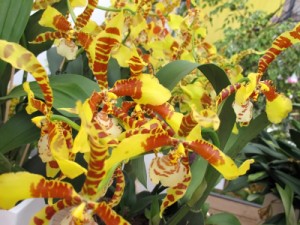 Tiger Orchid Tiger Orchid