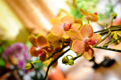 Yellow Orchid Yellow Orchid