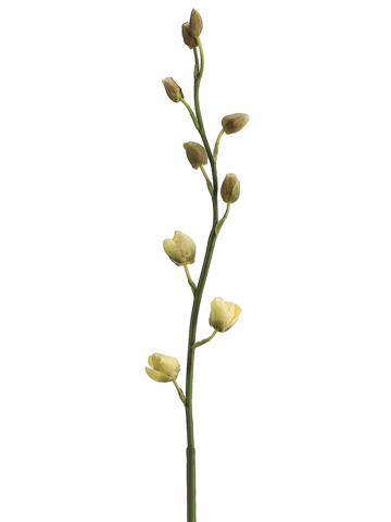 Orchid Buds Buds