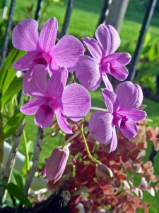 orchid
