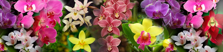 Orchids Orchids