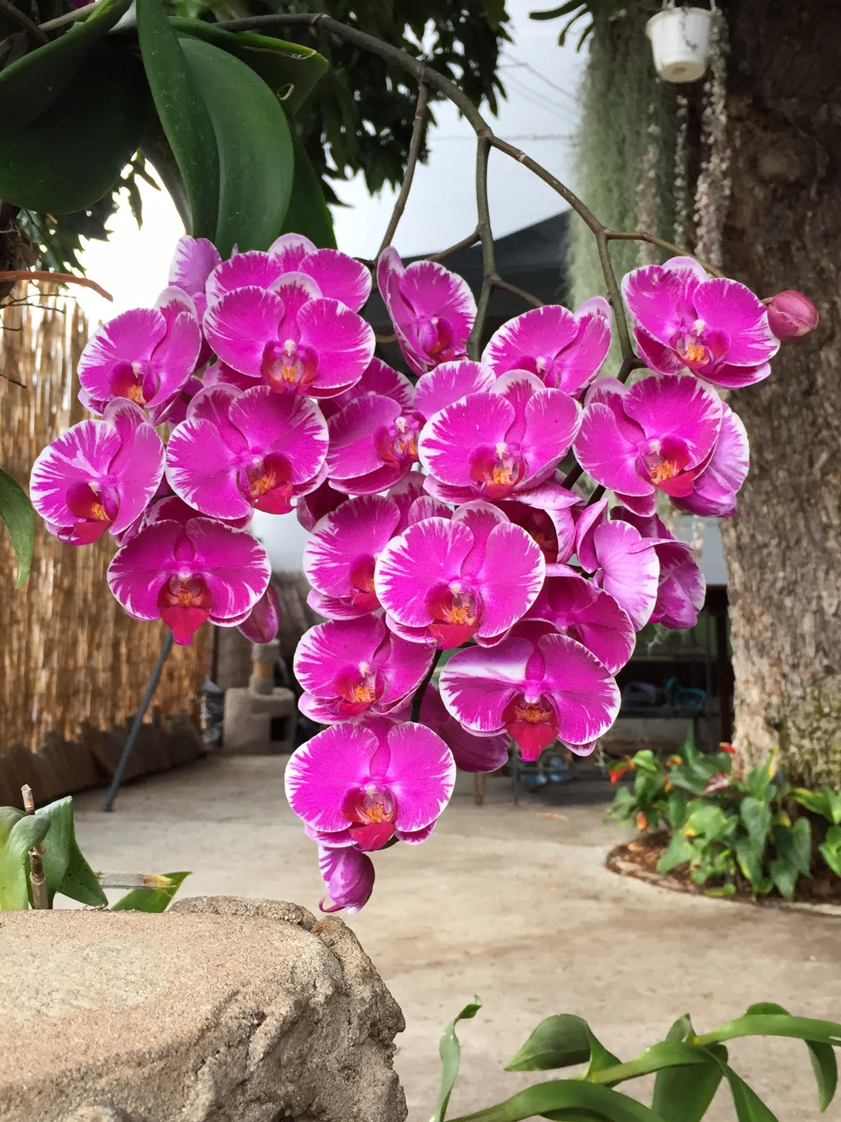 Phalaenopsis Orchid with 32 Blooms! | Orchid Plant Care