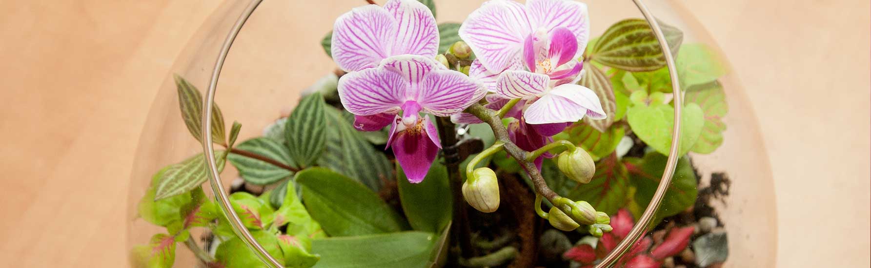 15 Different Types of Orchids For Terrariums