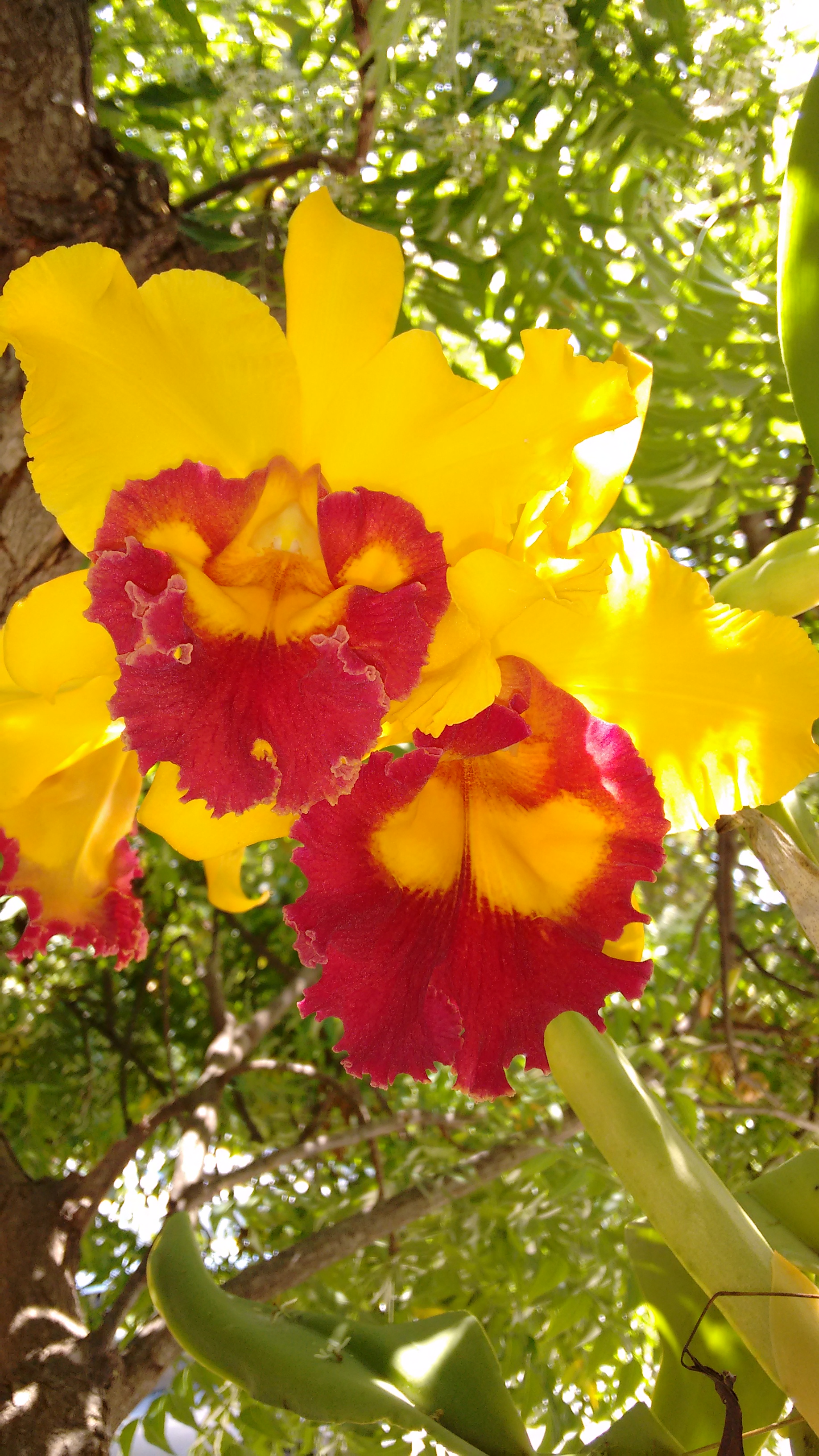 Cattleya orchid