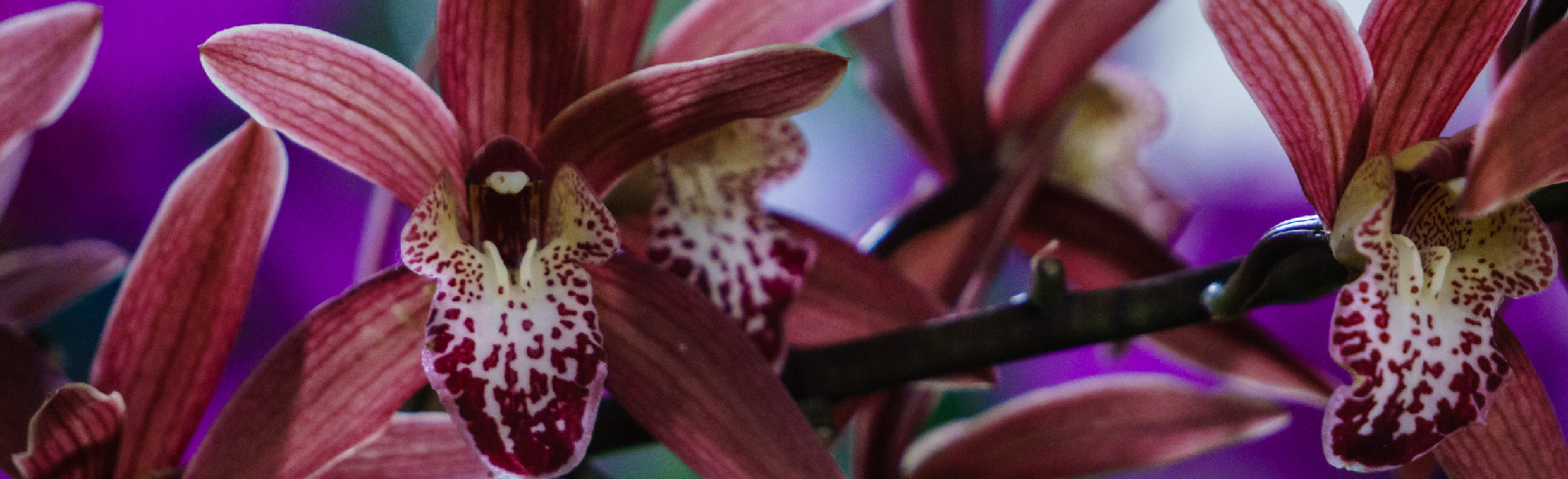 Cymbidium Ruby Red