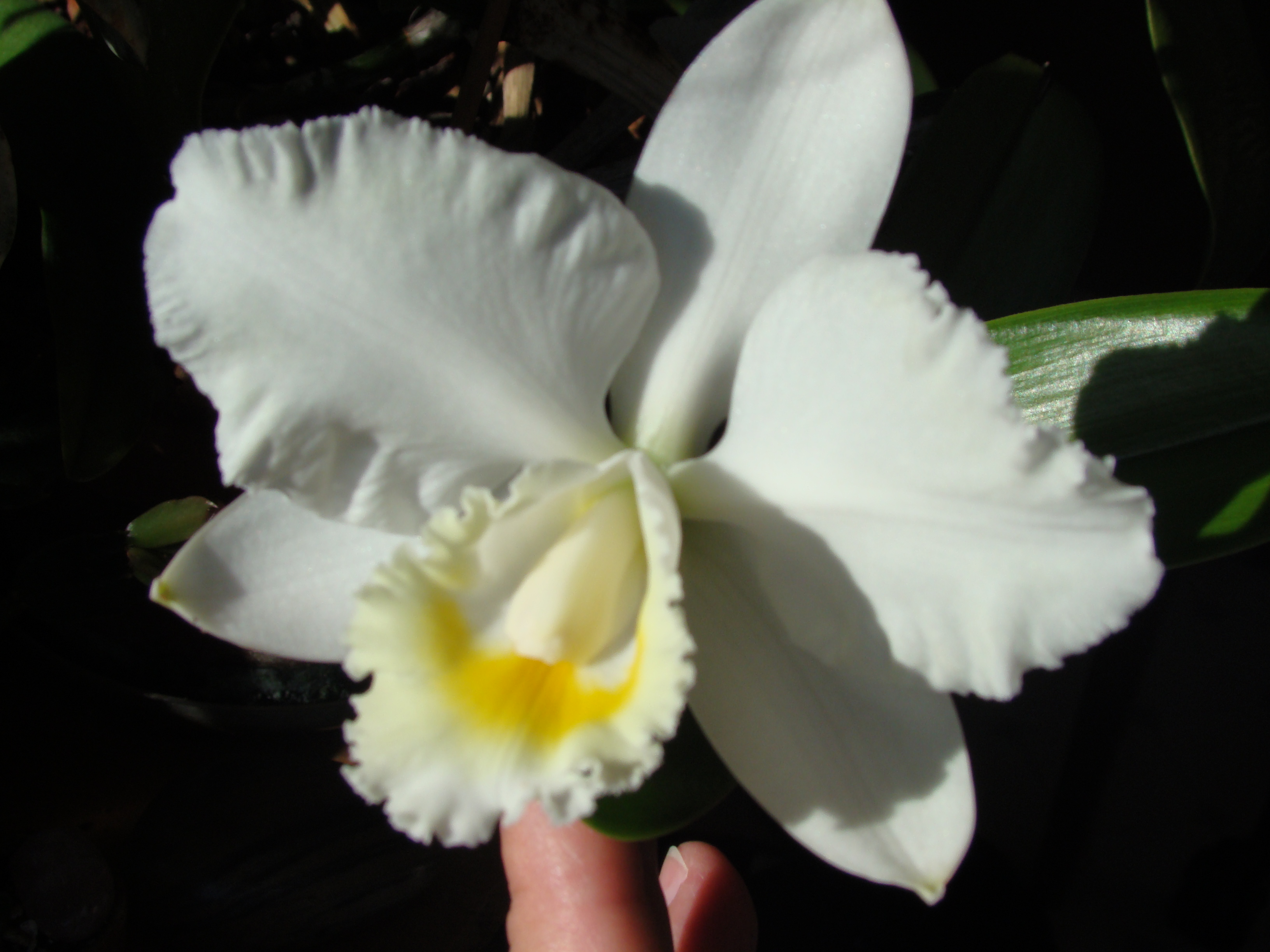 Cattleya Orchid