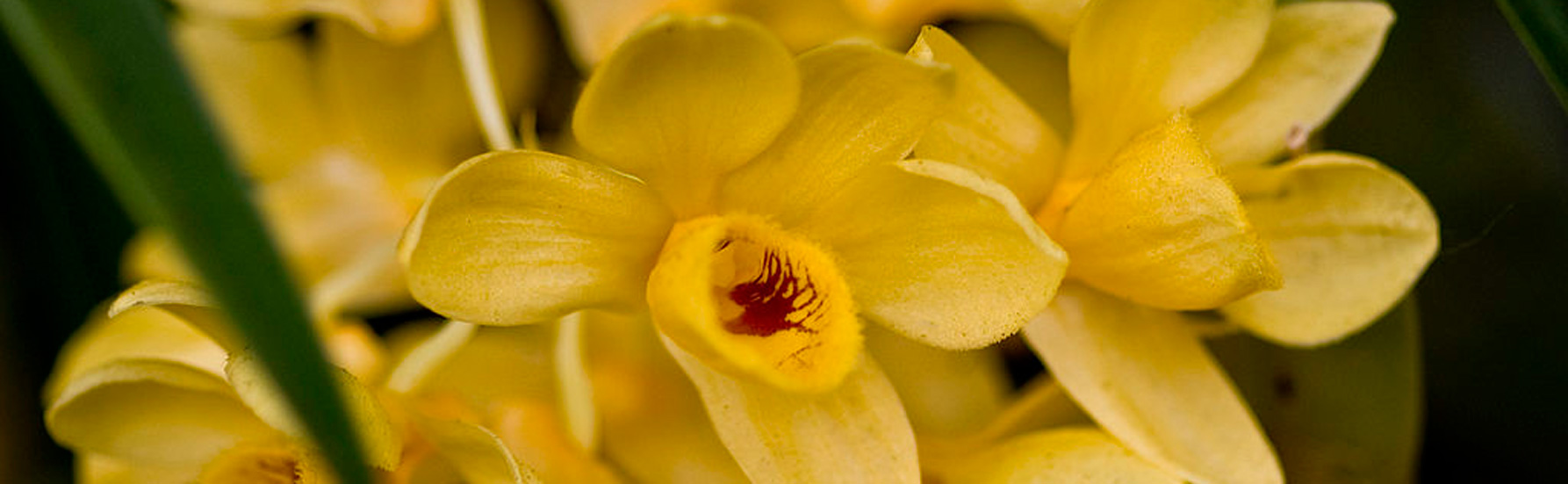 Dendrobium Orchid