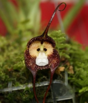 Orchids that Resemble Animals 