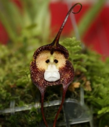 Monkey Face Orchid