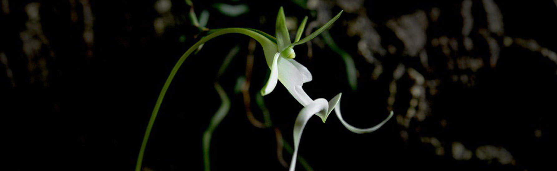 Ghost Orchid