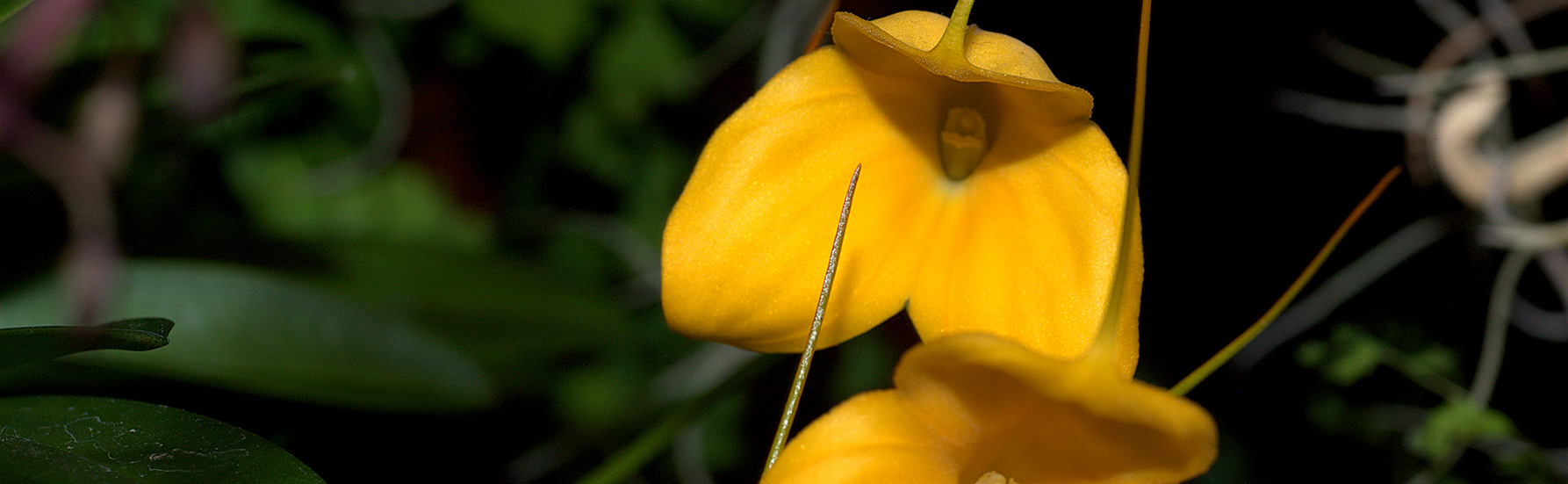 Yellow Orchid