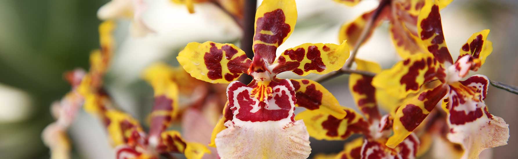 Oncidium Orchid