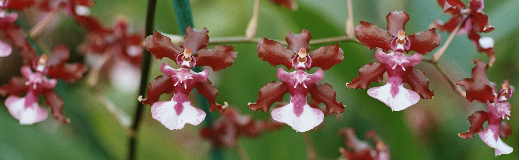 Orchid flowers