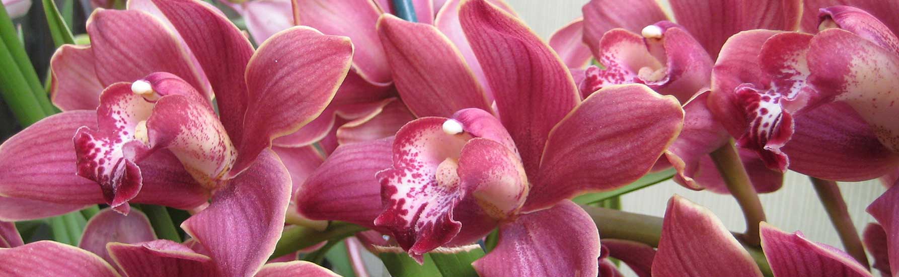 Cymbidium