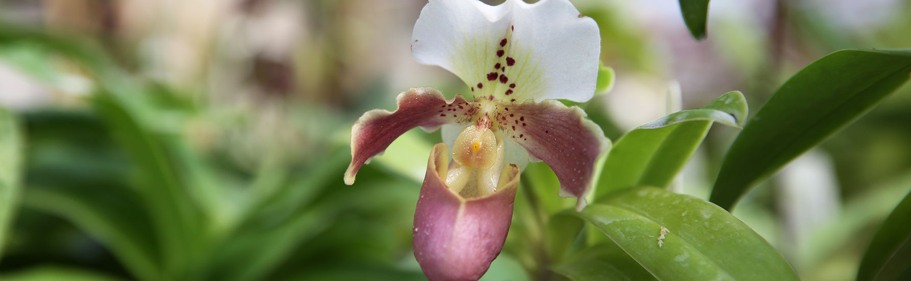 Lady Slipper