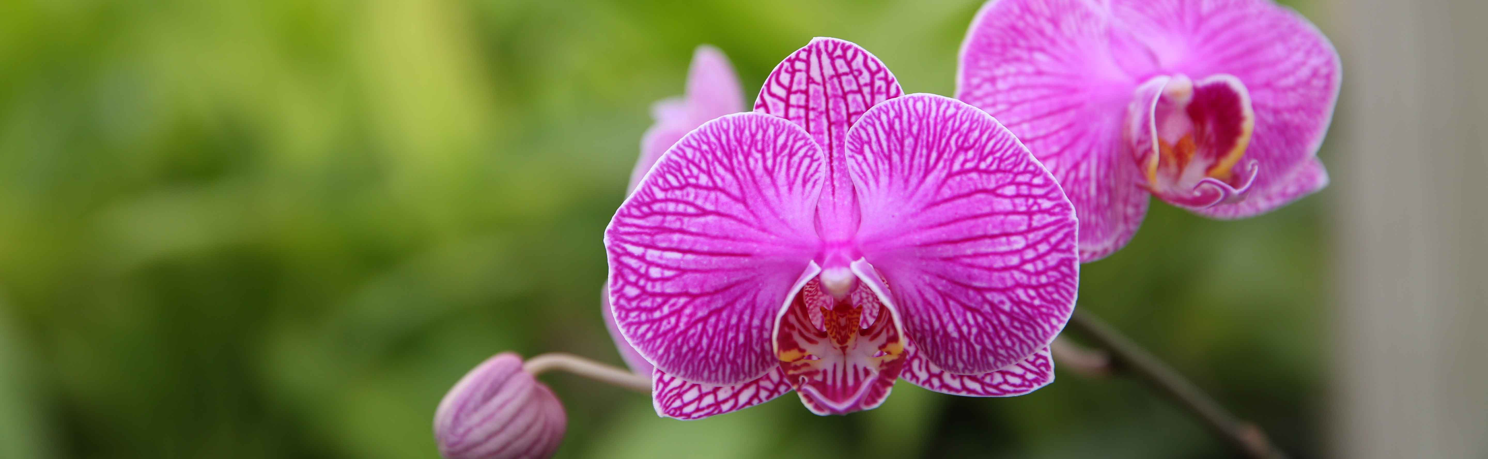 Phalaenopsis Orchid