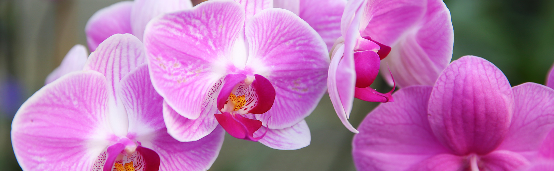 Orchids