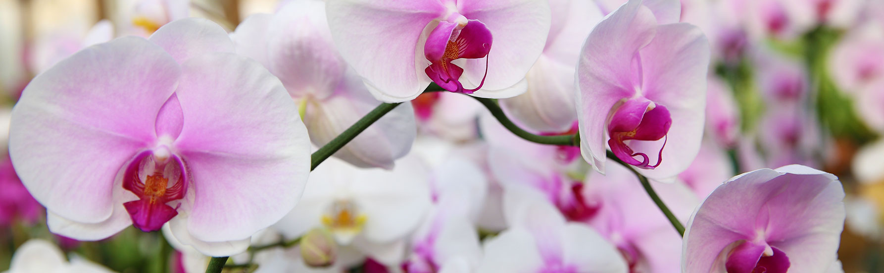 Moth Orchid