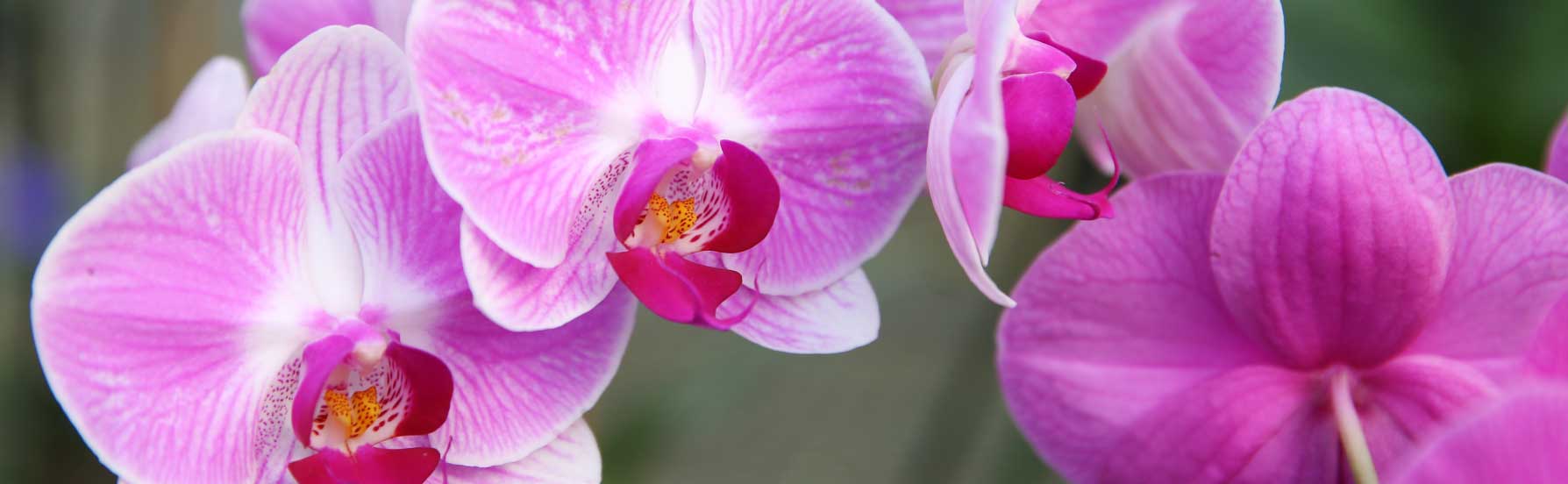 Moth Orchid