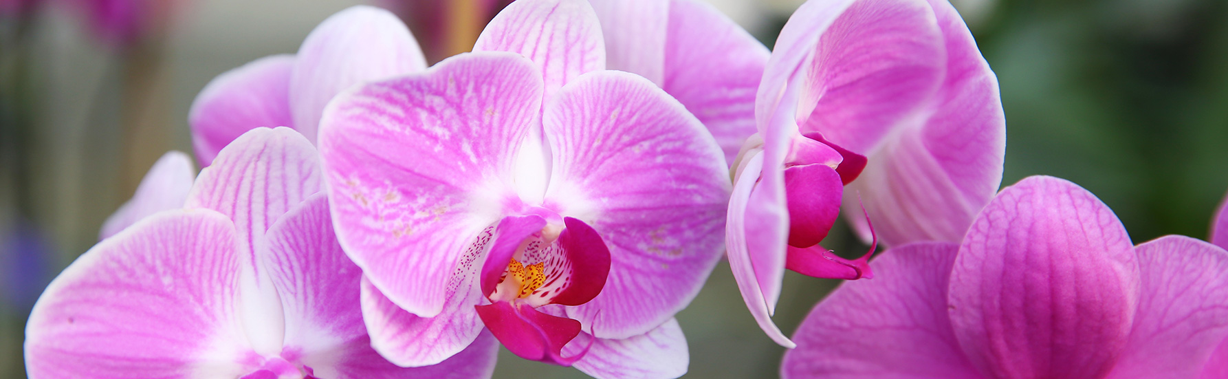 Moth Orchid