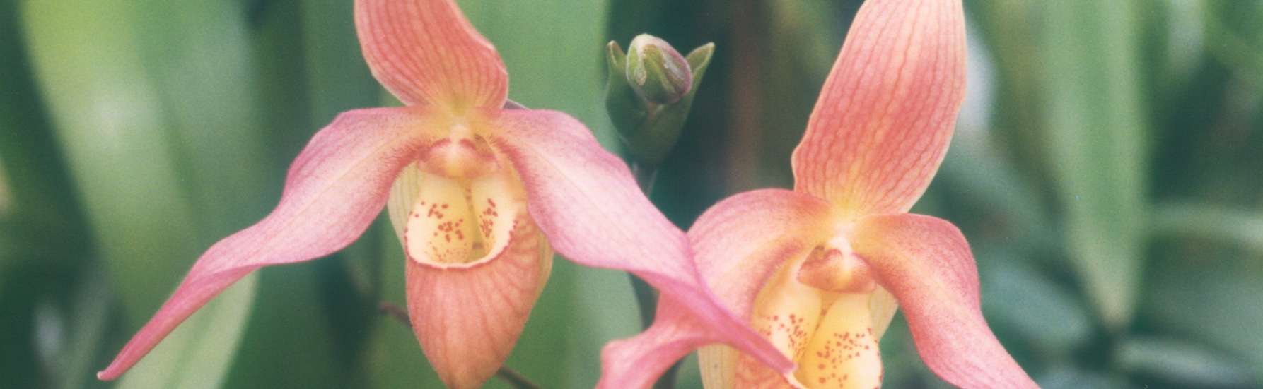 Rare Phragmipedium besseae orchid plant  FS not in bloom
