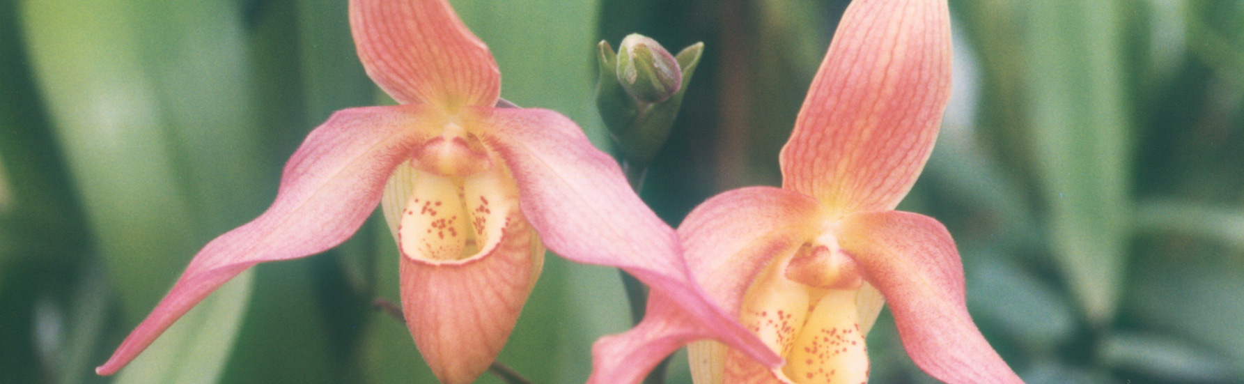 Orchid flowers