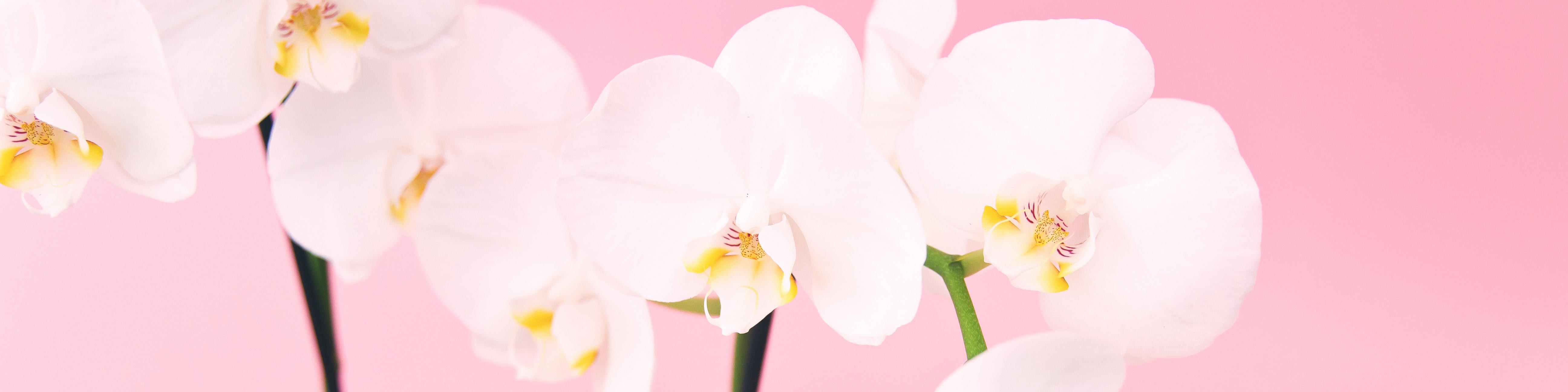 White orchid, pink background