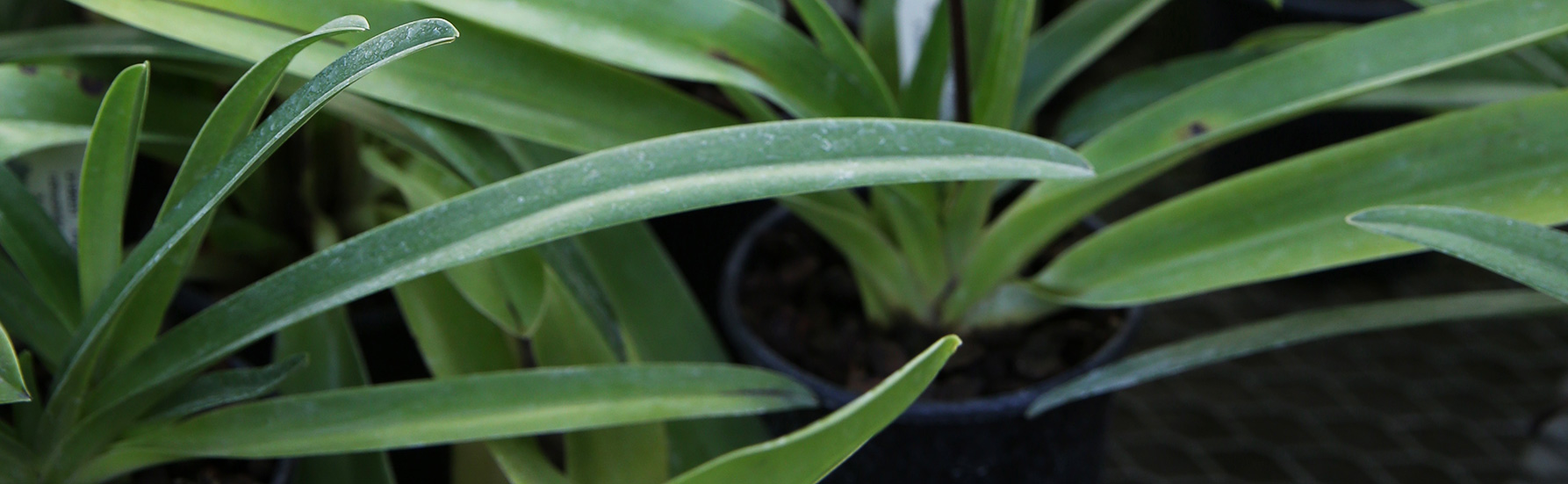 Orchid Leaves