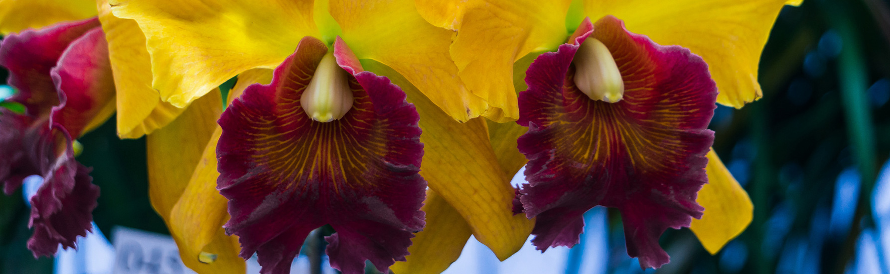 Cattleya Orchid