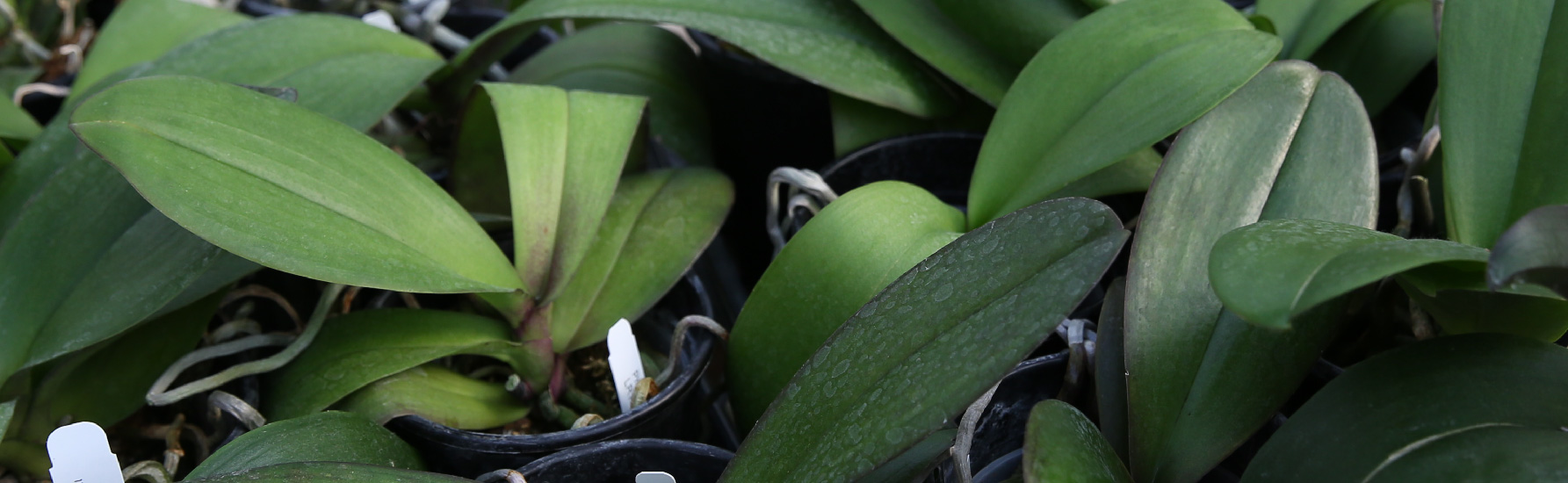 Orchid Leaves