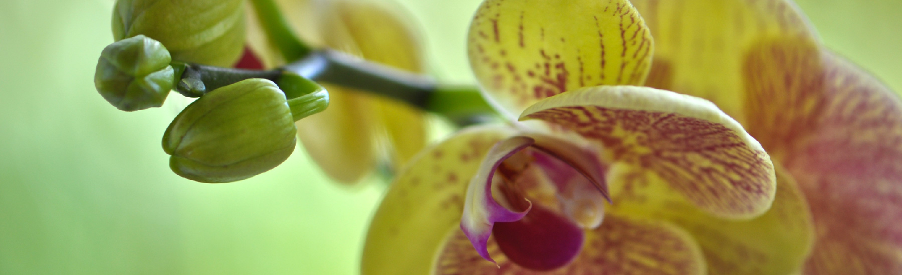 orchid buds