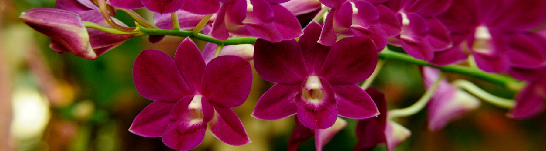 orchids