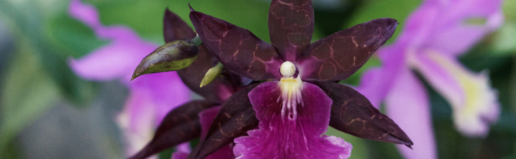 Outdoor Orchid