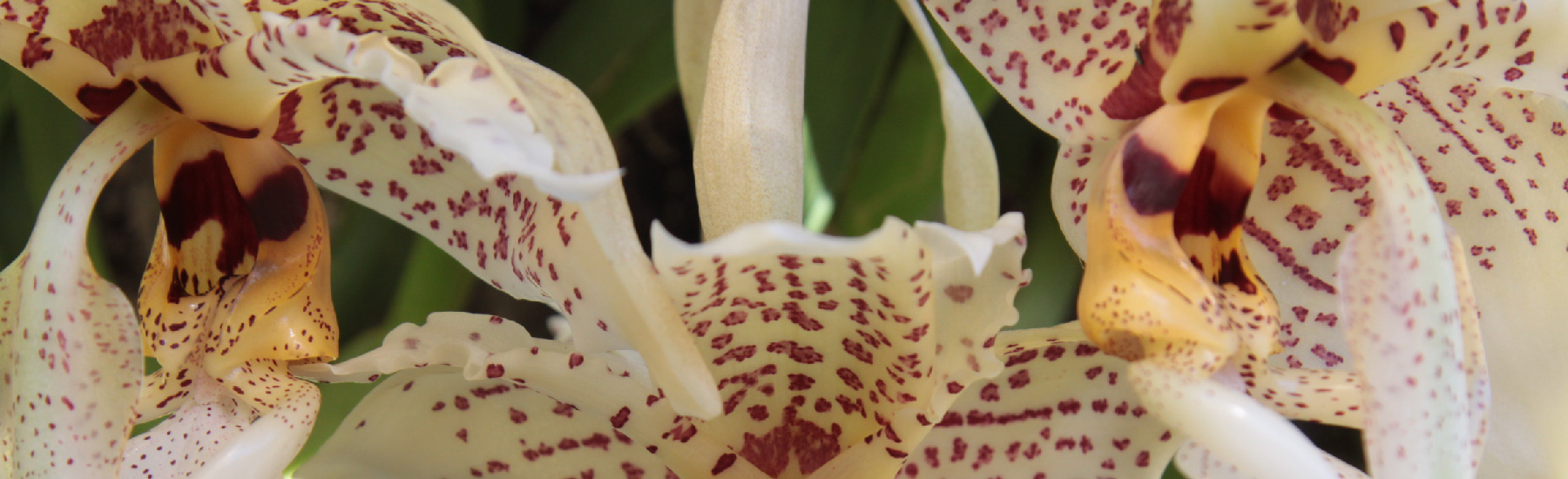 Stanhopea Oculata