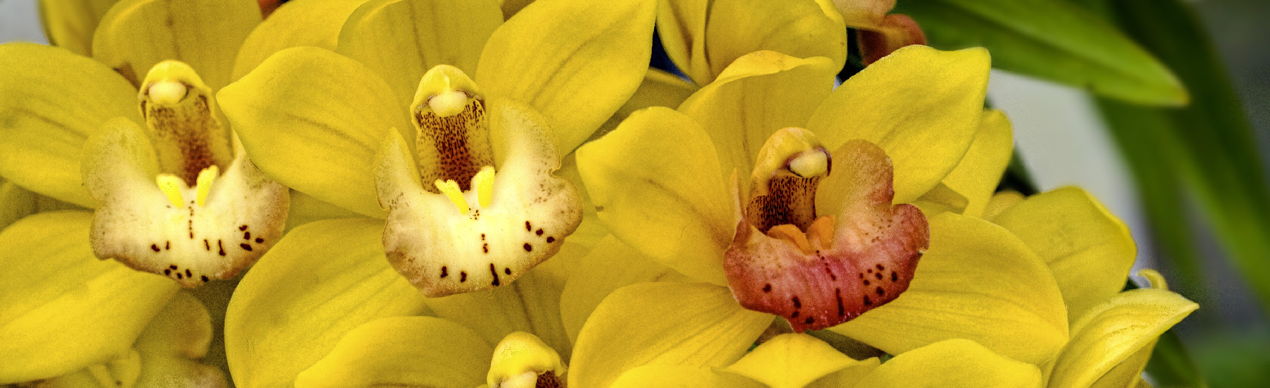 yellow orchids